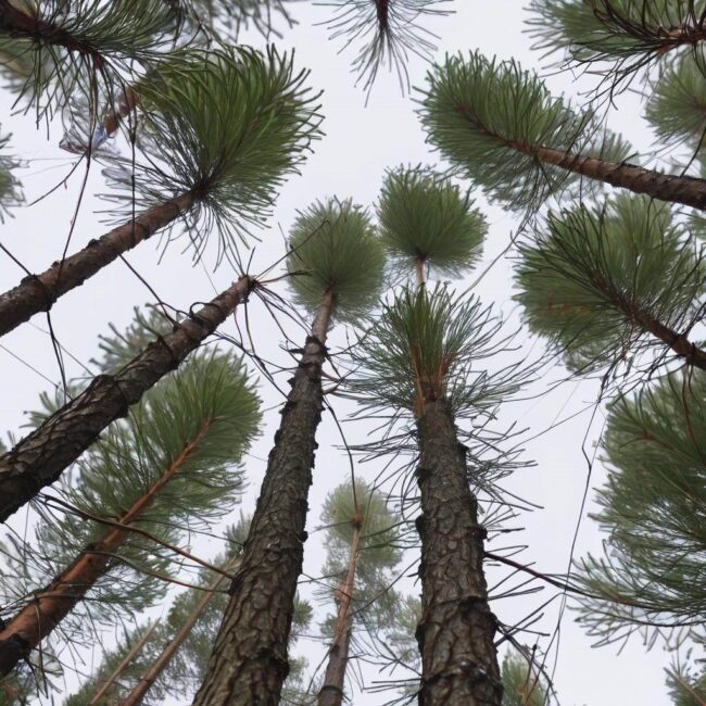 Skonsultuj się z ekspertem przed przycinaniem świerków