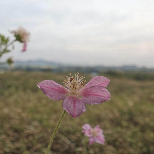 Woda z kranu a kwiaty egzotyczne